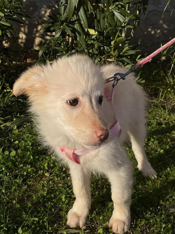 Ninfa, la cucciola rimasta sola Foto 5